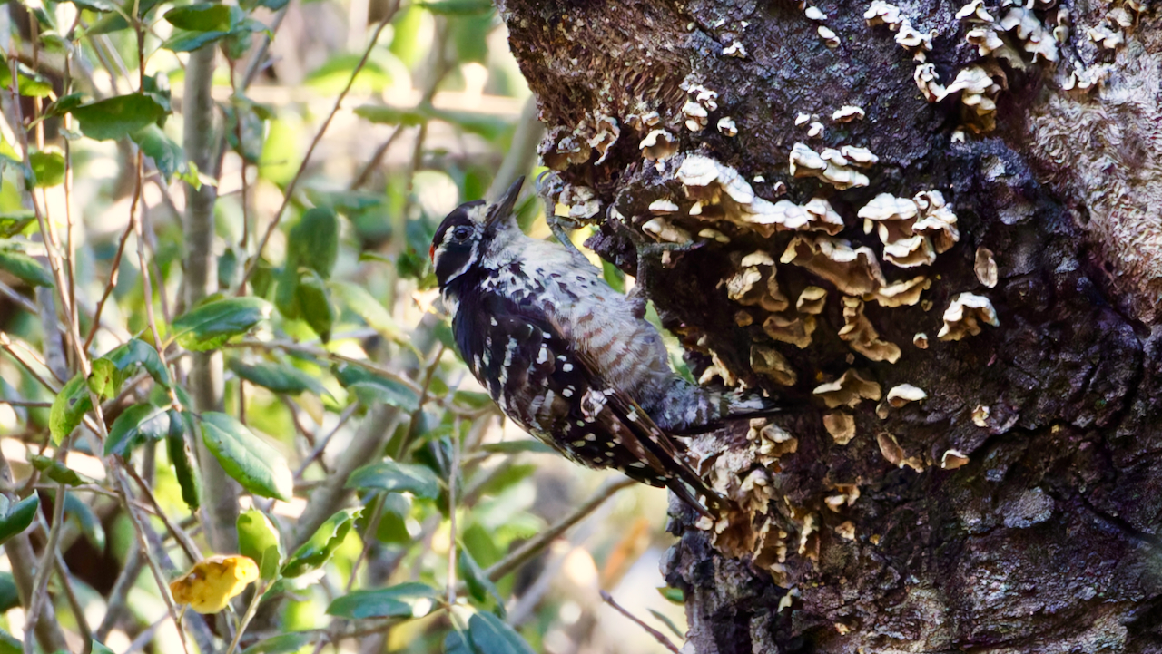 Nuttall's Woodpecker