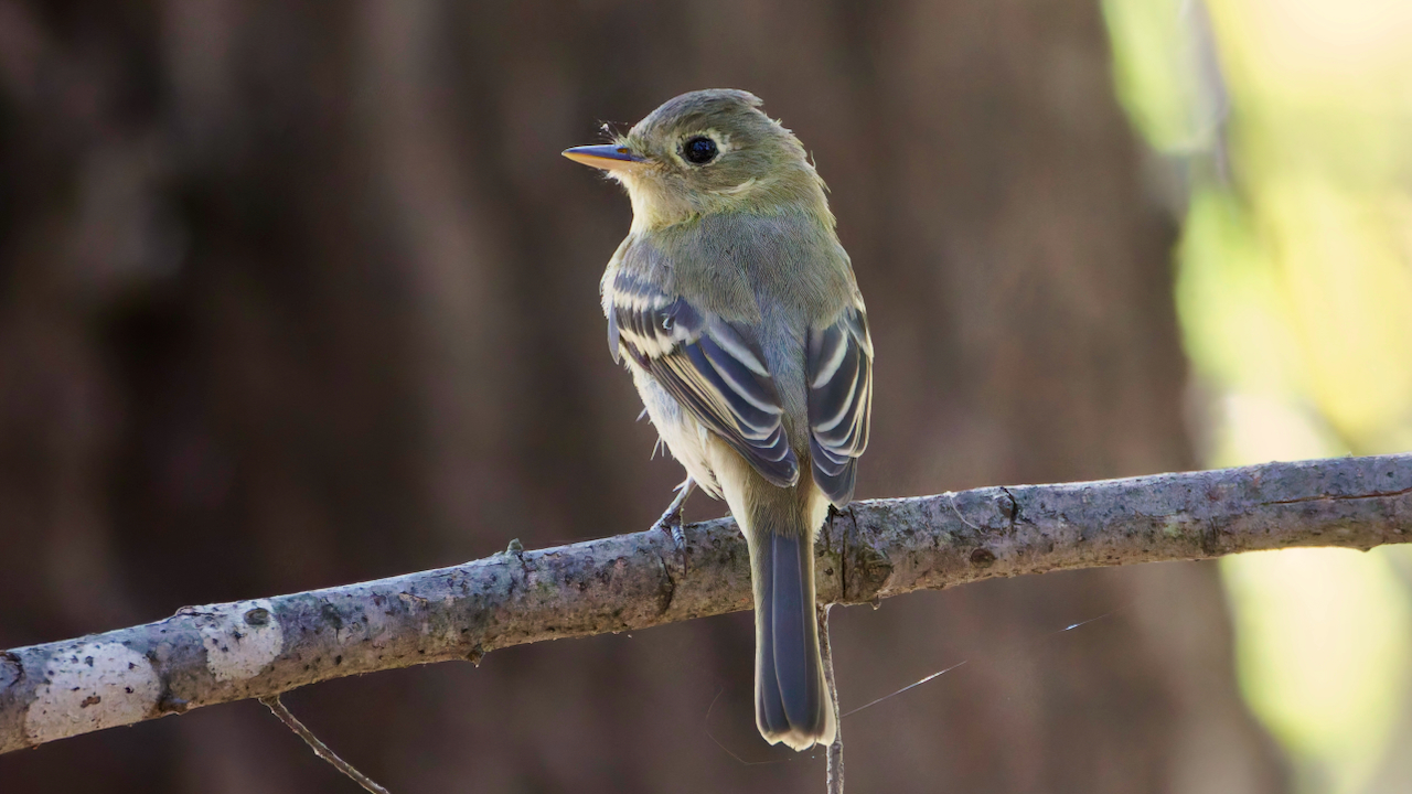 Western Flycatcher