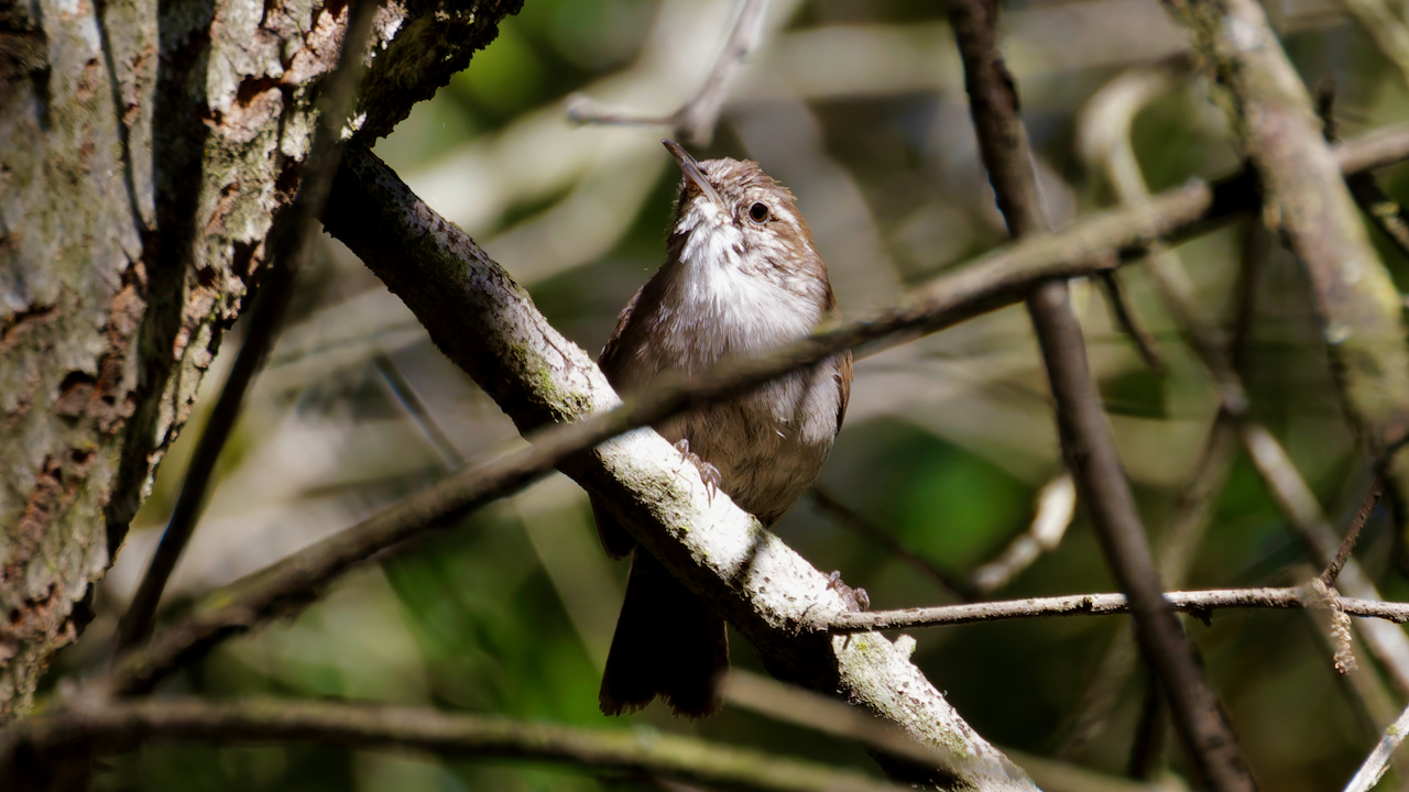 Bewick's Wren