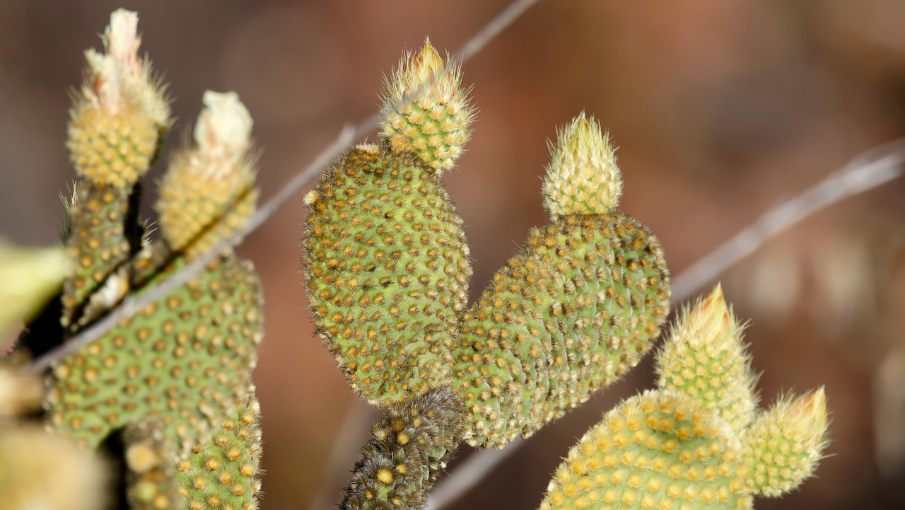 Bunny ears prickly-pear