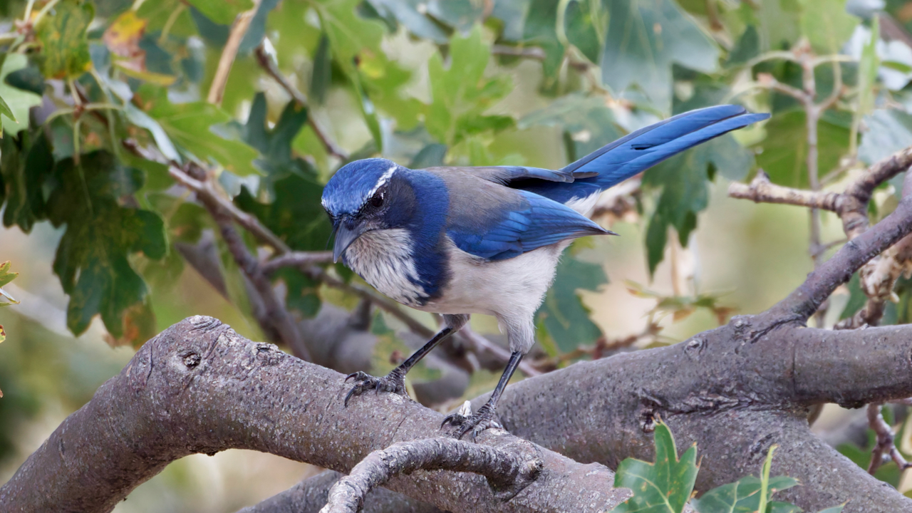California Scrub-jay