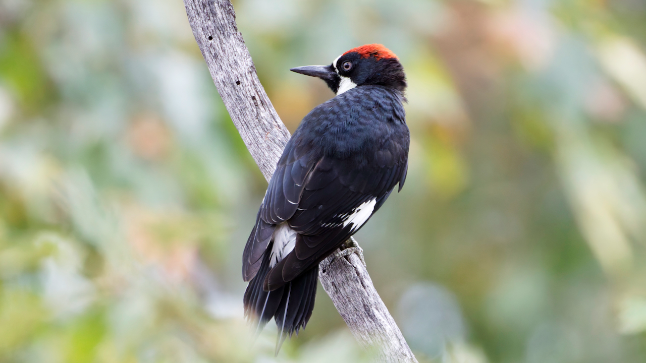 Acorn Woodpecker