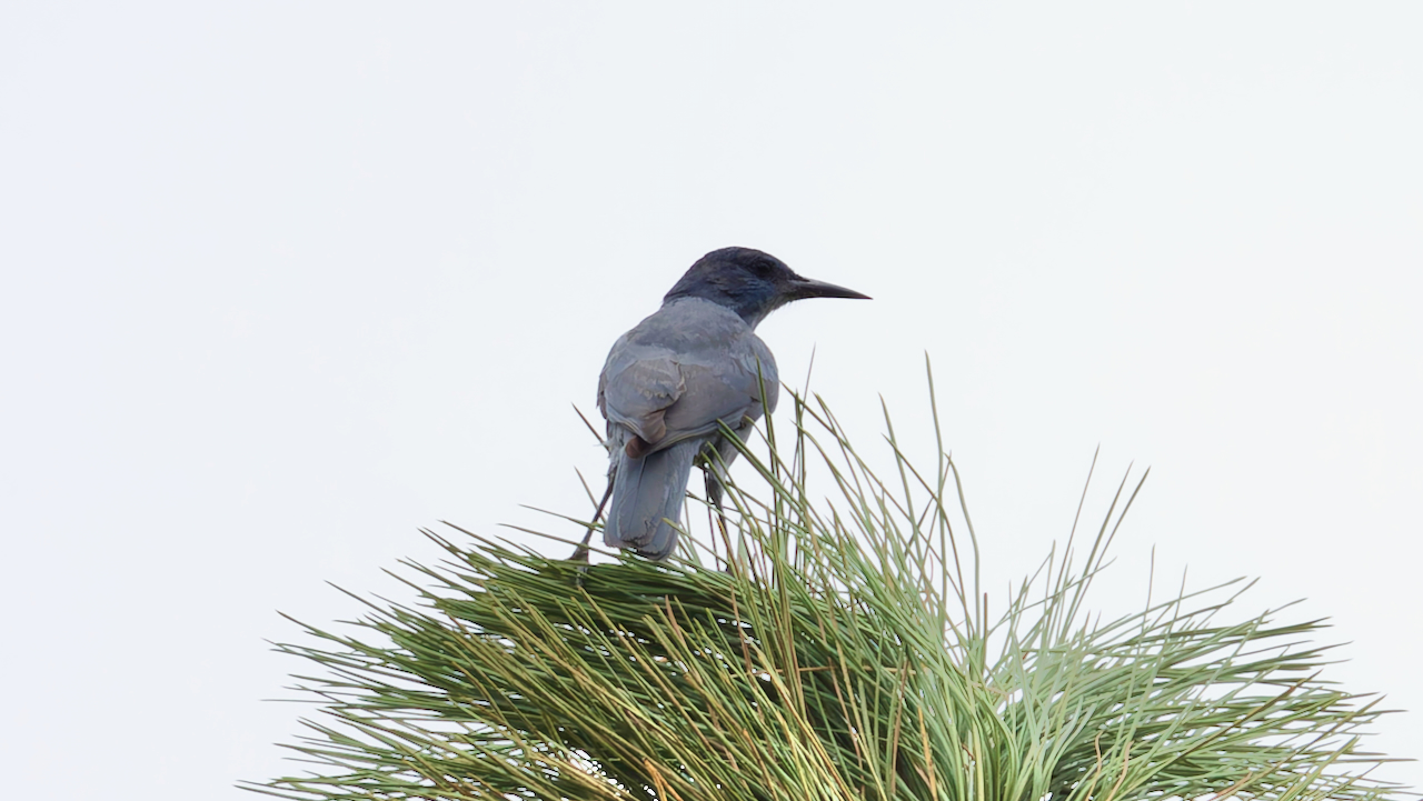 Pinyon Jay