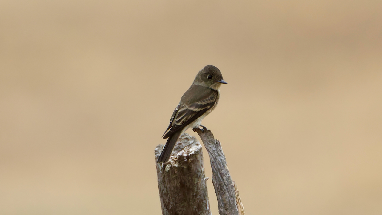 Western Wood-Pewee