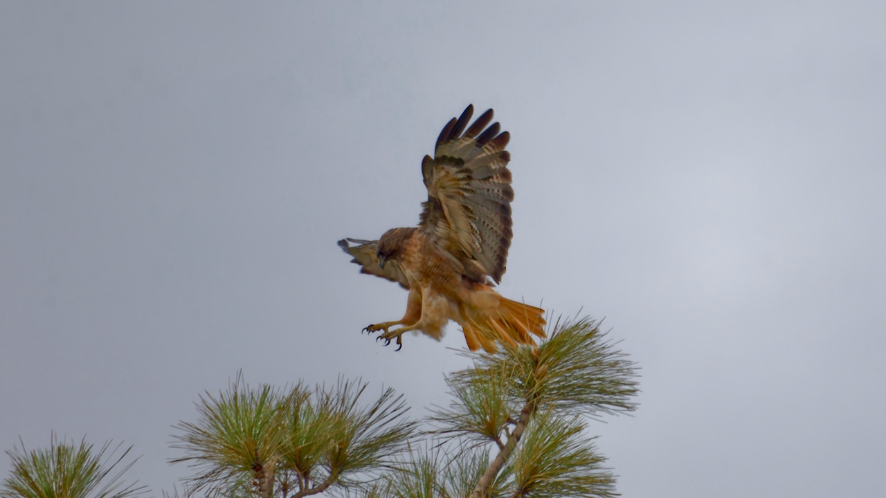 Red-tailed Hawk