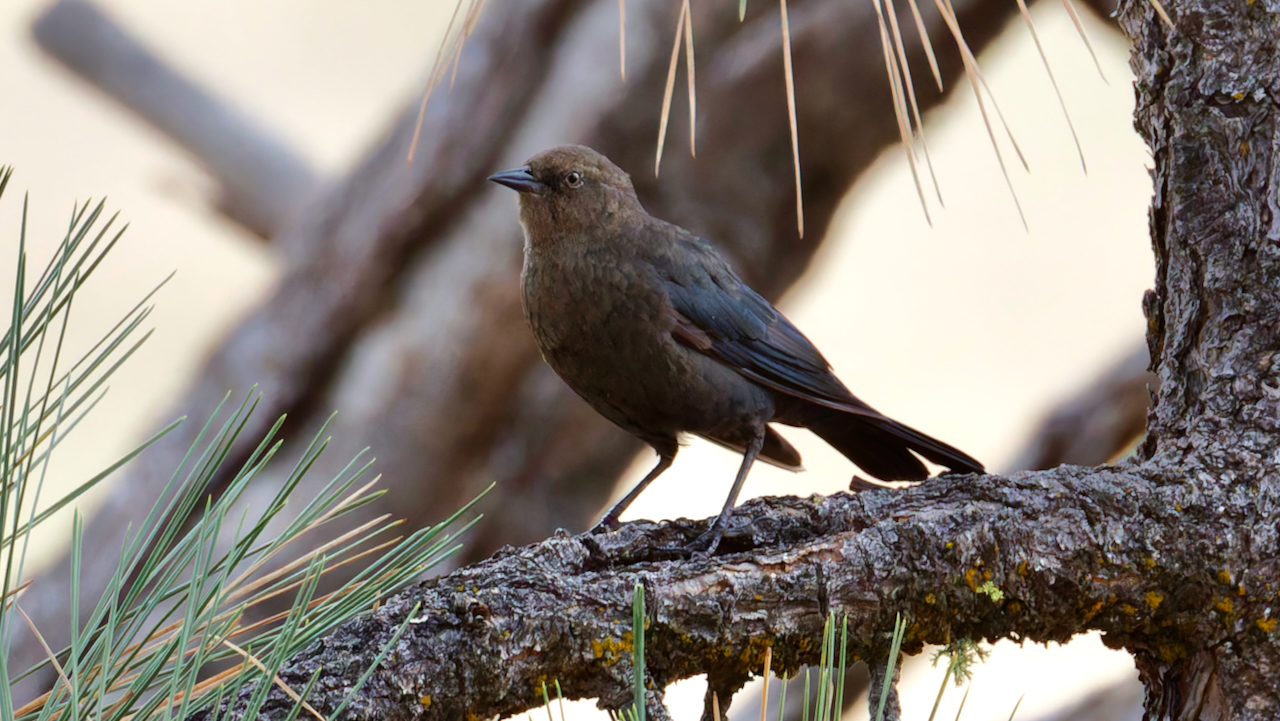 Brewer's Blackbird