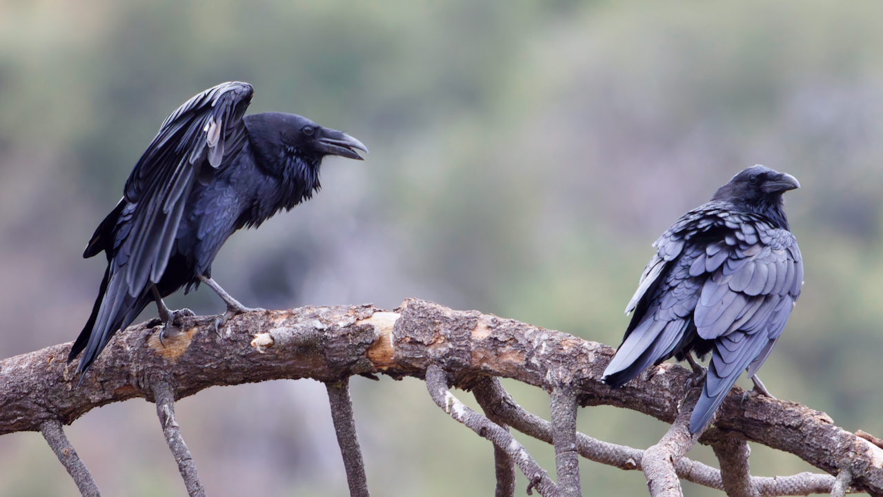 Common Ravens