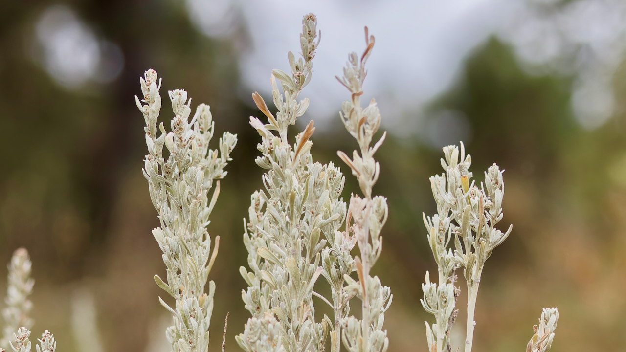 Big sagebrush