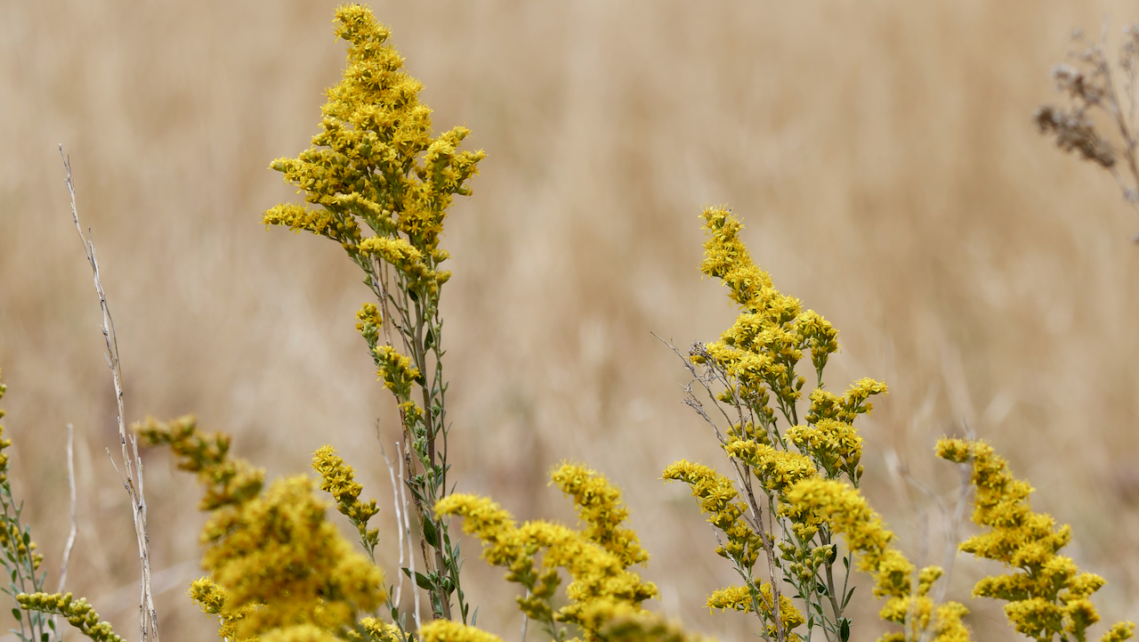 Three nerve goldenrod