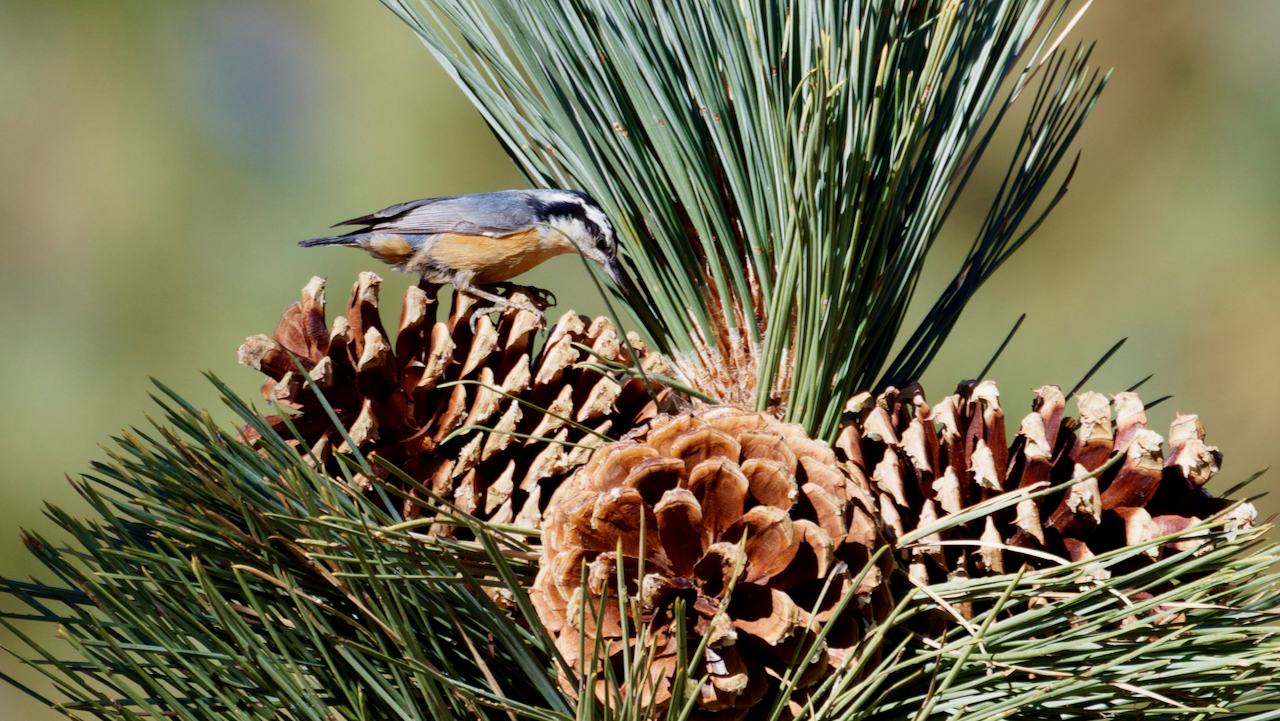 Red-breasted Nuthatch