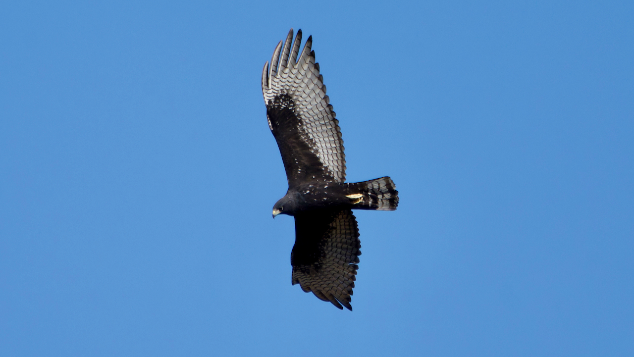 Zone-tailed Hawk