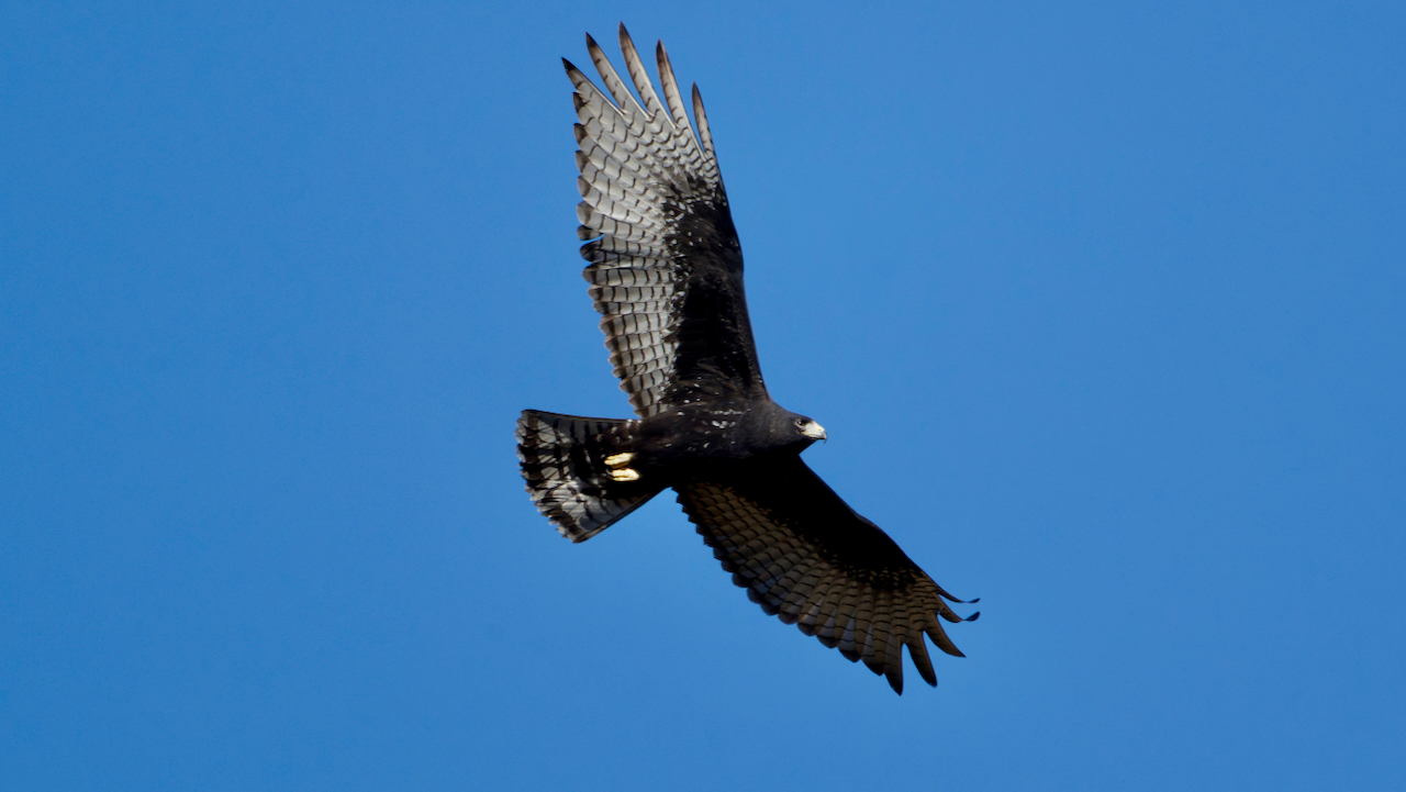 Zone-tailed Hawk