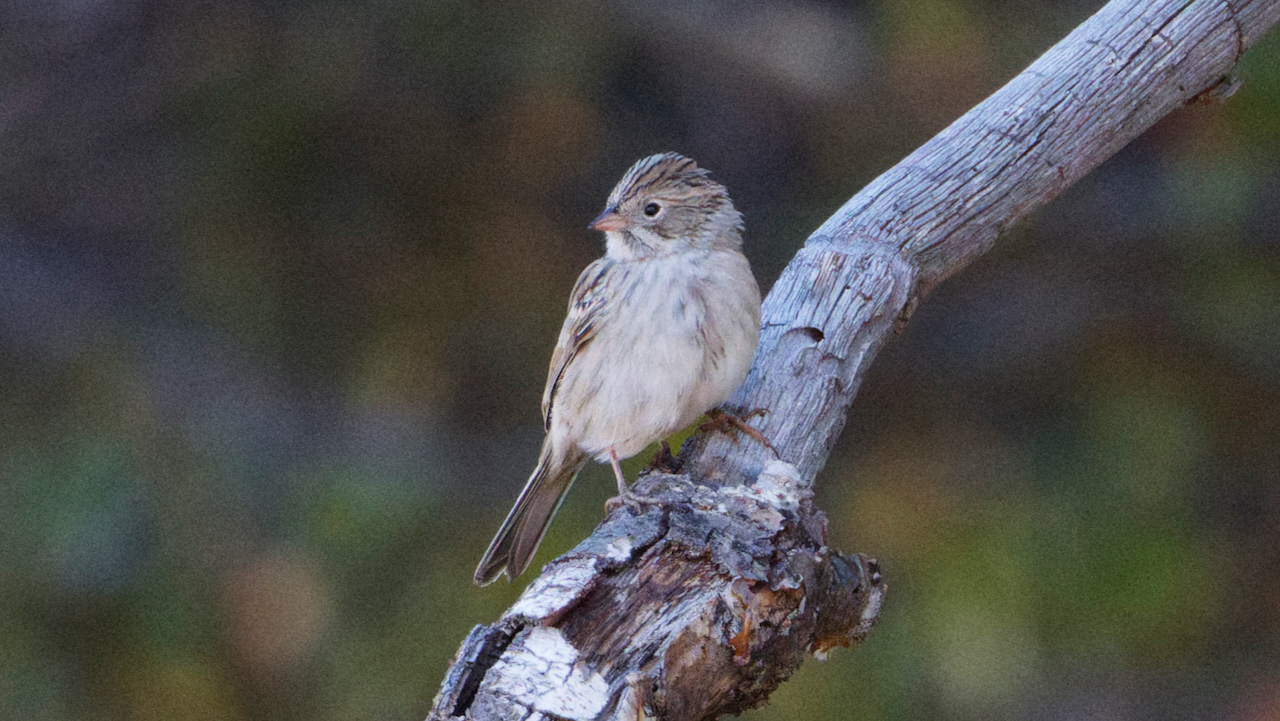 Brewer's Sparrow