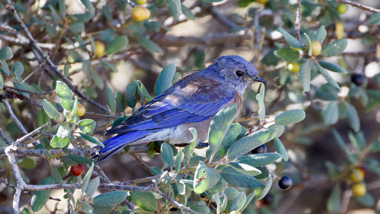 Western Bluebird