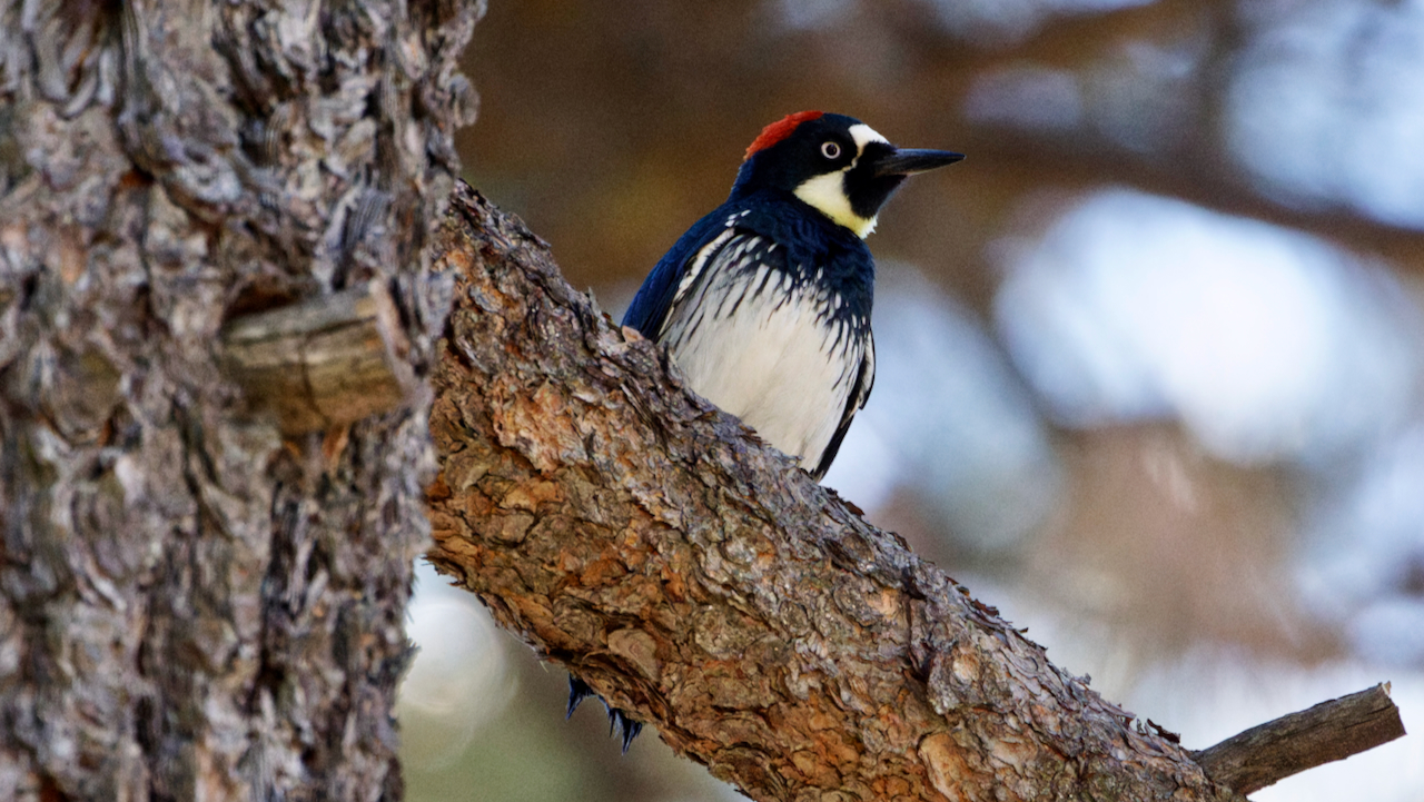 Acorn Woodpecker
