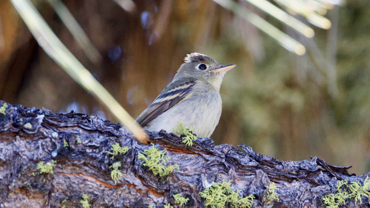 Western Flycatcher