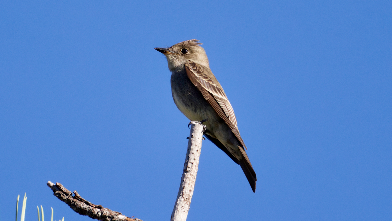 Western Wood-Pewee