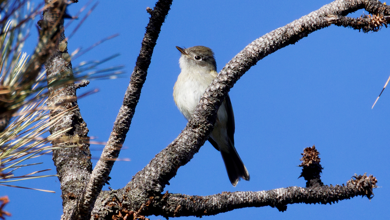 Hammond's Flycatcher