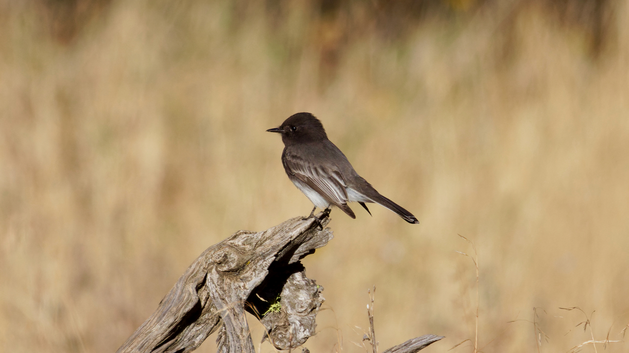 Black Phoebe