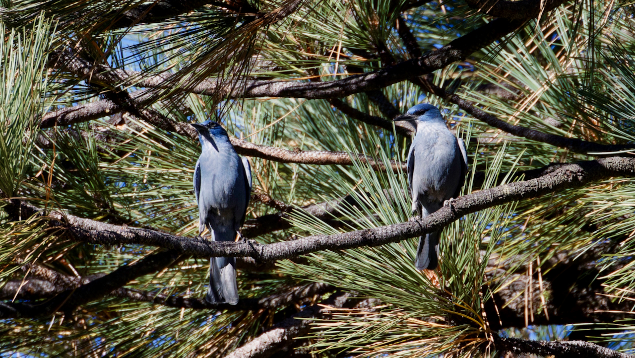 Pinyon Jays