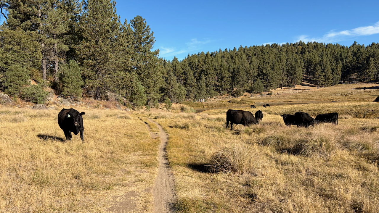 Trail View