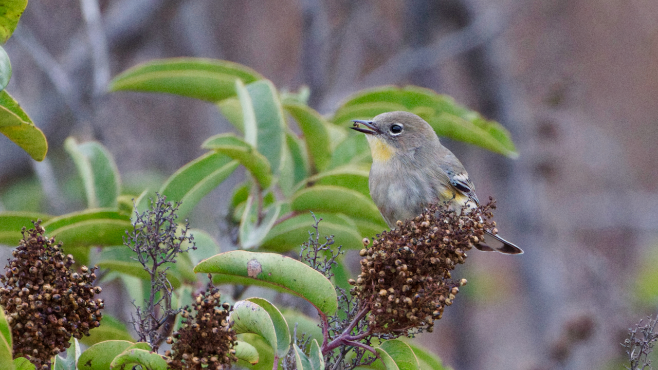 Yellow-rumped Warbler