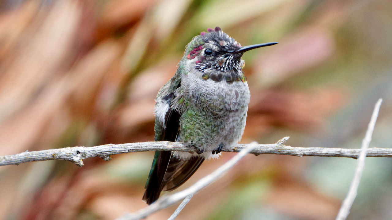 Anna's Hummingbird