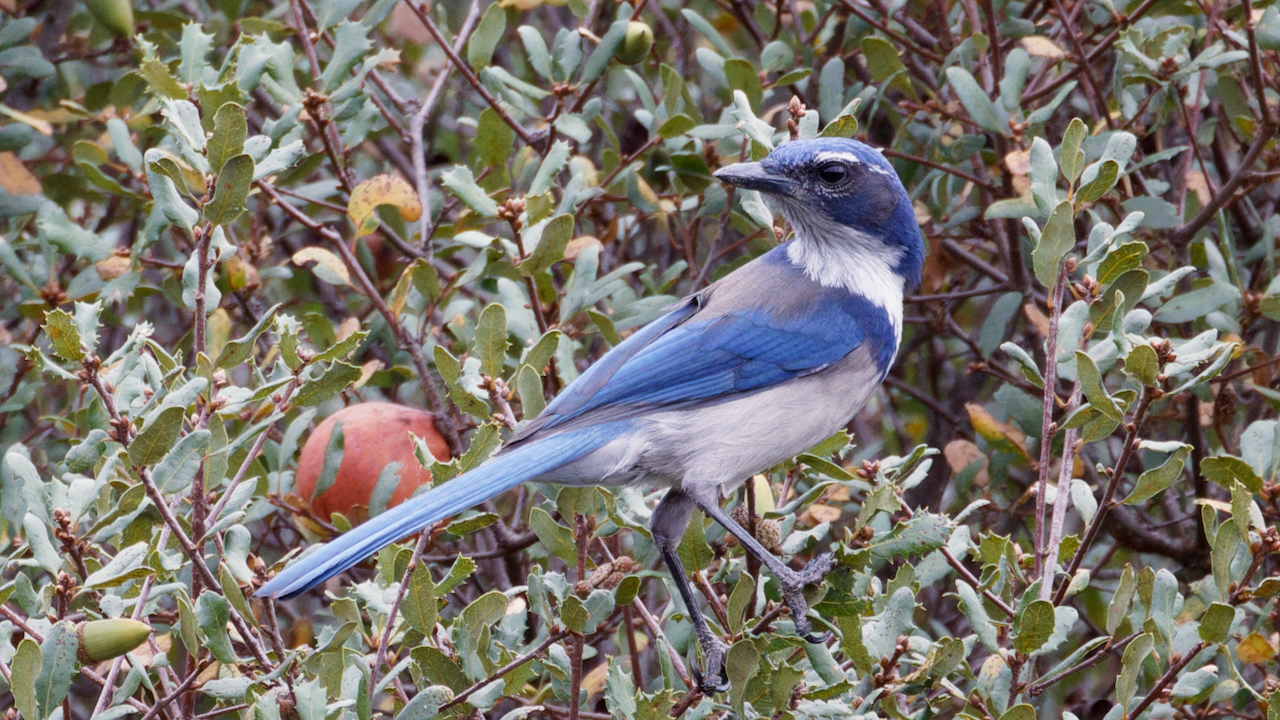 California Scrub-jay