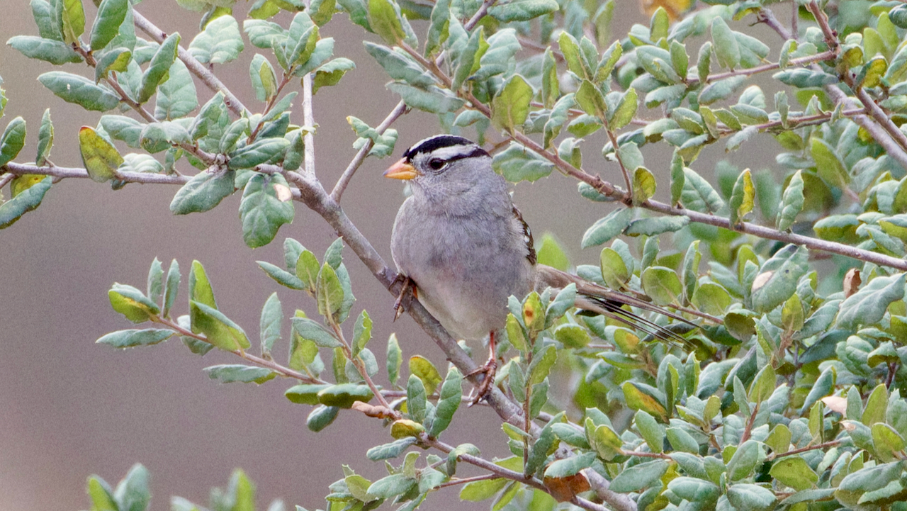 White-crowned Sparrow