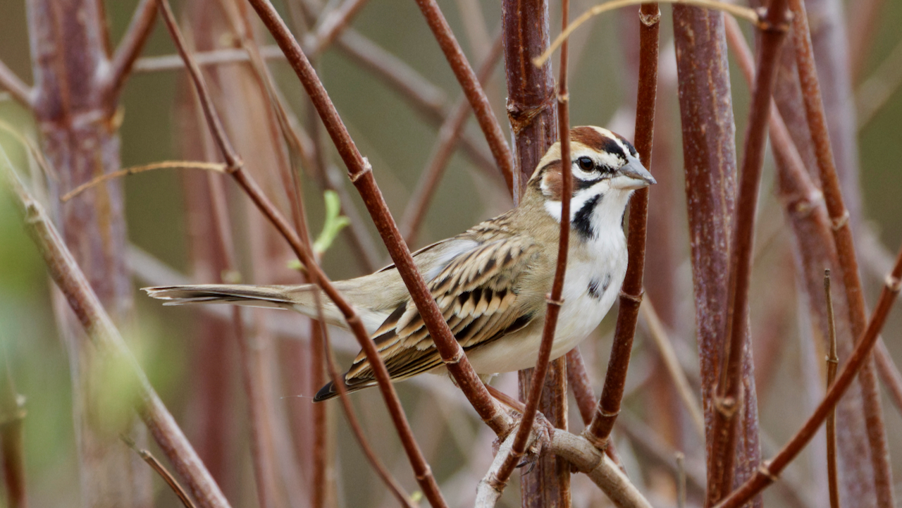 Lark Sparrow