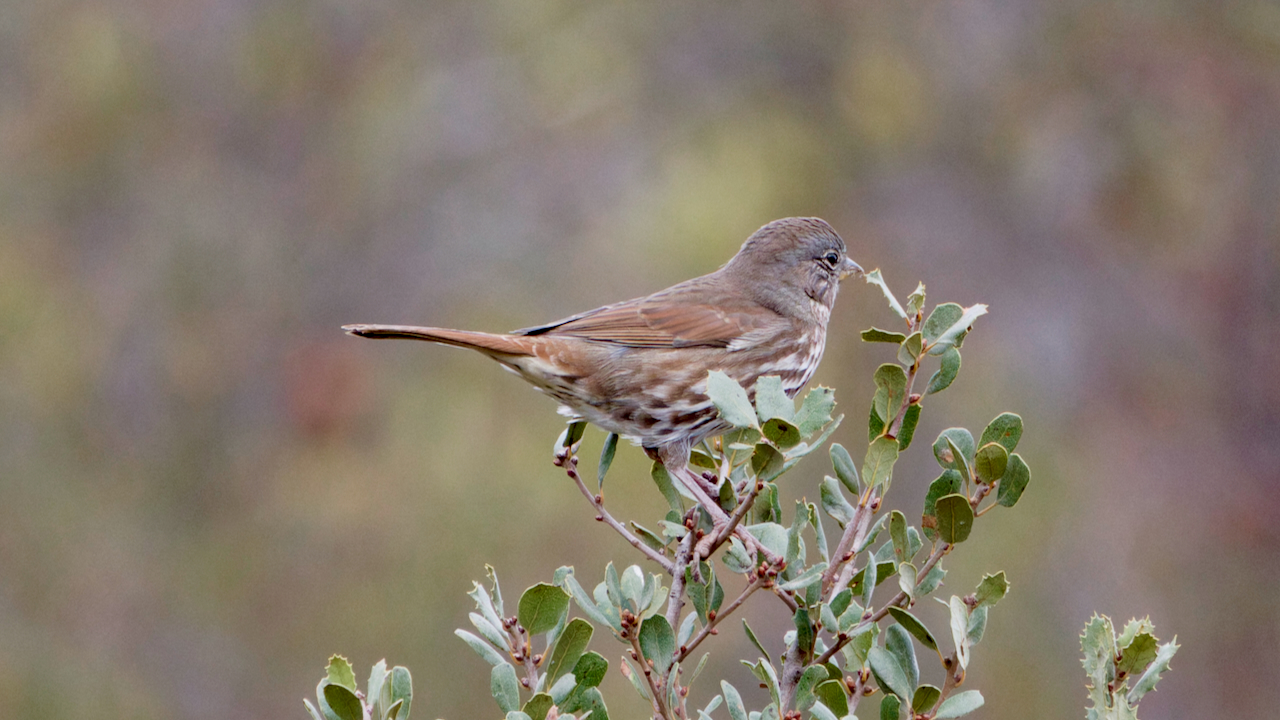 Fox Sparrow