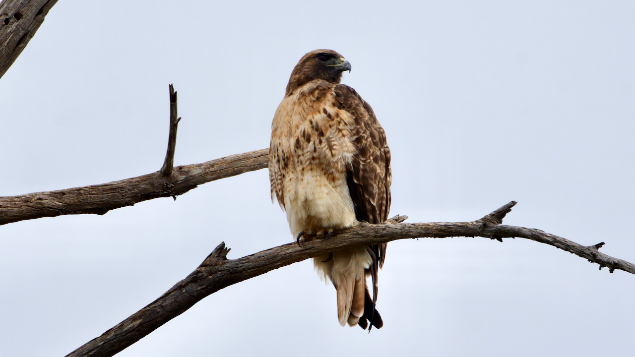 Red-tailed Hawk