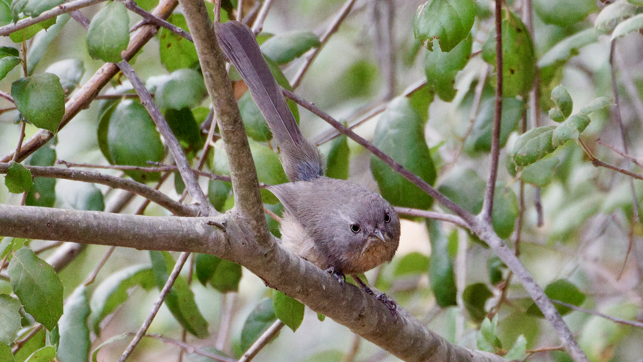 Wrentit