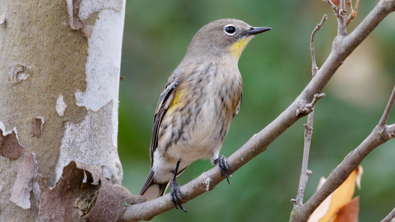 Yellow-rumped Warbler