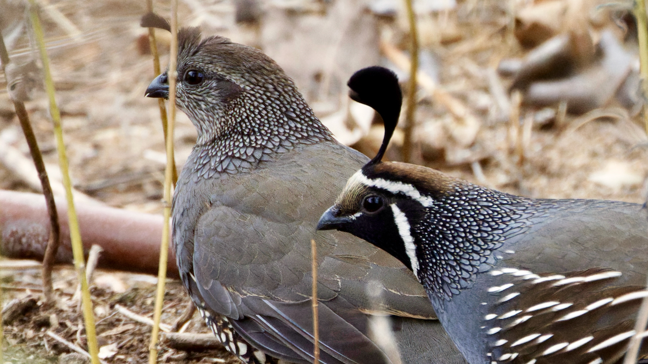 California Quail