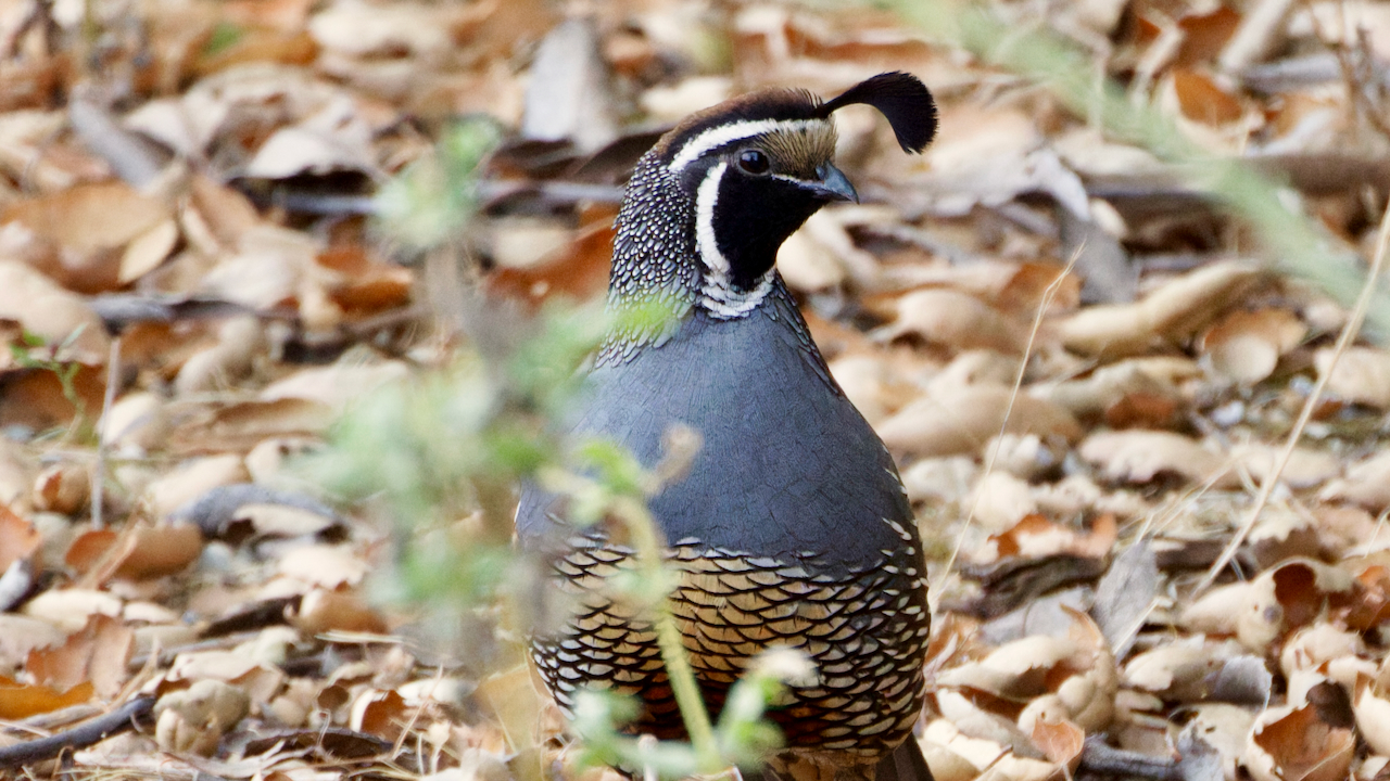 California Quail