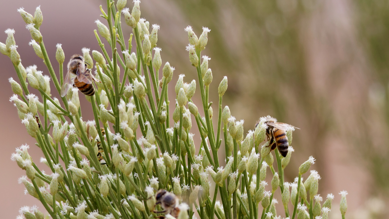 Baccharis